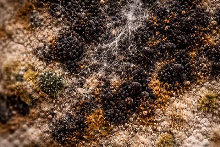 A close-up of mold colonies growing on a surface